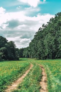 Dirt road passing through field