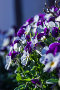 Close-up of purple flowers