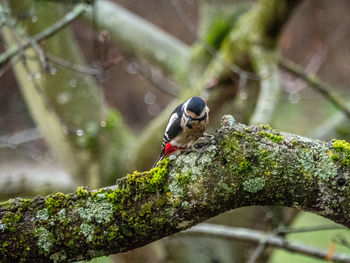 Close-up of bird perching on branch