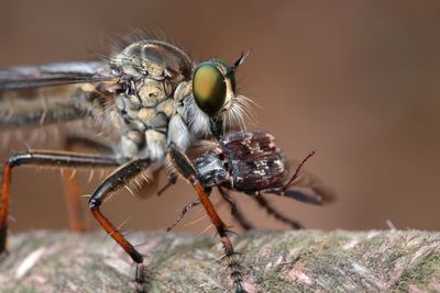 Close-up of insect on rock