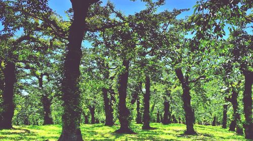 Trees growing on field