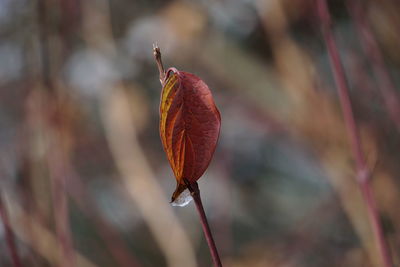 Close-up of dried plant