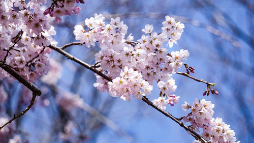 Low angle view of cherry blossoms in spring