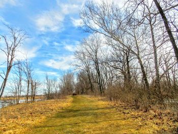 Empty road passing through forest