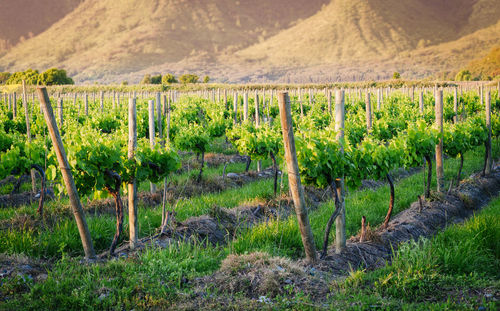 Scenic view of vineyard