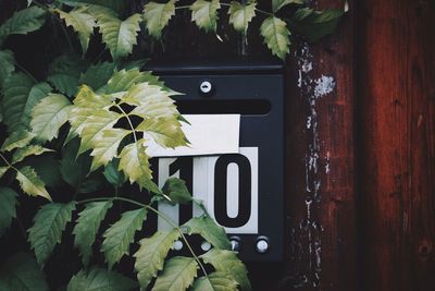 Close-up of plant by mailbox