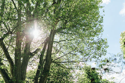 Low angle view of trees in forest against sky