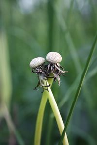 Close-up of mushroom