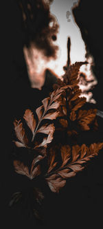 Close-up of leaves on plant