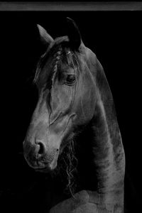 Close-up of horse looking away