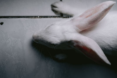 Close-up of a rabbit