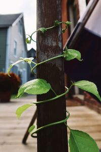 Close-up of potted plant on wooden pole