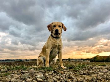 Portrait of dog on field against sky