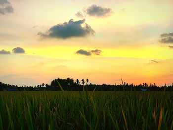 Scenic view of agricultural field against sky during sunset