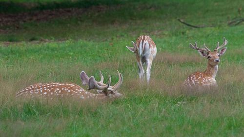 Deer in a field