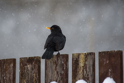 Black bird perching on wooden post