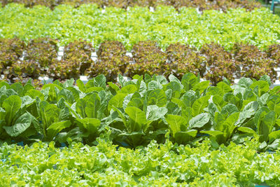 Close-up of plants on field