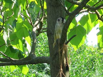 Low angle view of squirrel on tree