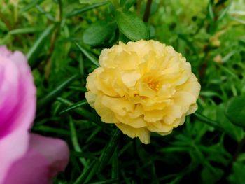 Close-up of yellow flowering plant