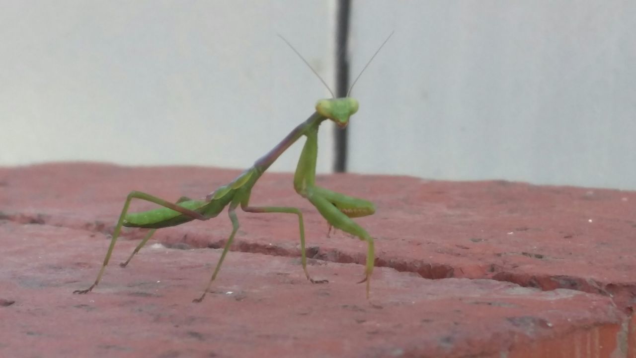 one animal, animal themes, animals in the wild, insect, wildlife, full length, close-up, green color, dragonfly, grasshopper, nature, zoology, side view, animal antenna, selective focus, focus on foreground, wall - building feature, day, no people, animal wing