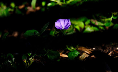 Close-up of purple crocus blooming on field