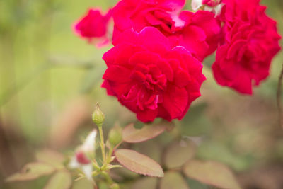 Close-up of pink roses