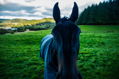 Horse standing in a field