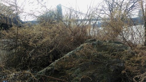 View of bare trees in the forest