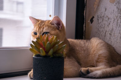 Close-up of a cat looking away