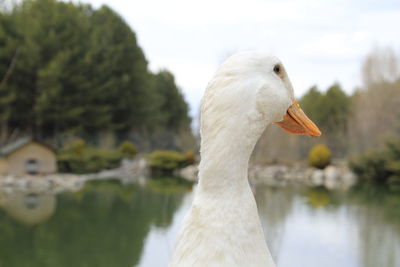 White duck 