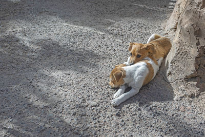 High angle view of a dog