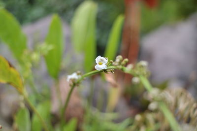 Close-up of white flowering plant