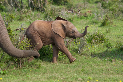 Elephants on field