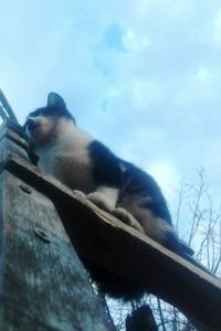 Low angle view of dog against sky