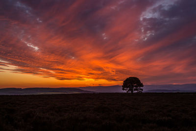 Silhouette trees on field against sky during sunset