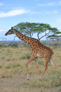 Giraffe in a field