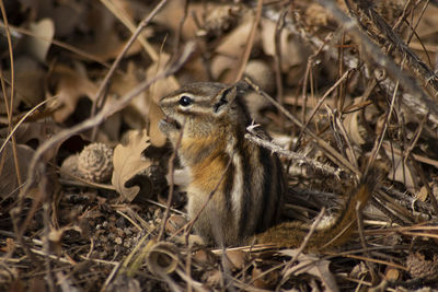 A cute little chipmunk chewing on an acorn in spearfish canyon, south dakota