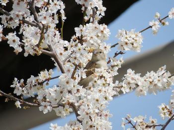 Cherry blossoms in spring