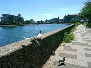 Seagulls perching on retaining wall by lake in city