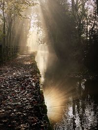 Scenic view of waterfall in forest