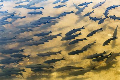 School of fish swimming in sea