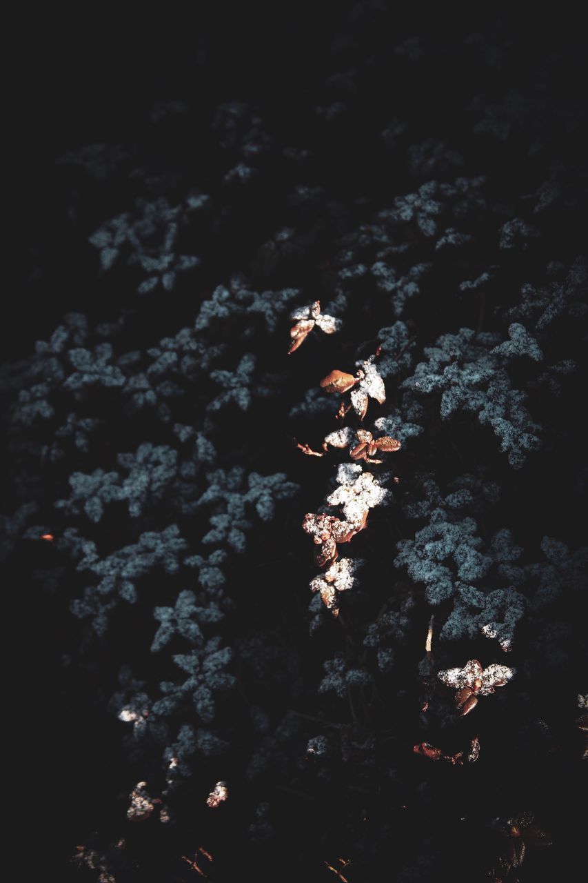 HIGH ANGLE VIEW OF SNOW COVERED PLANTS DURING NIGHT