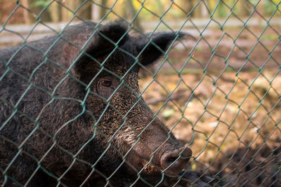 Boar's muzzle behind a metal mesh, close-up, blurred background