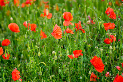 Close-up of red poppy flowers in field