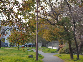 Road amidst trees in park during autumn