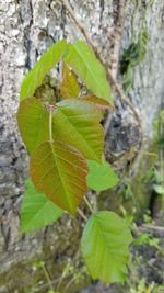 Close-up of leaves on tree trunk