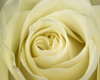 Close-up of white rose