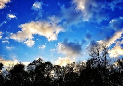 Low angle view of trees against blue sky