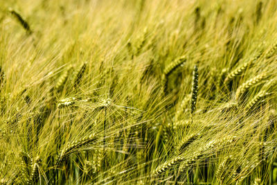 Close-up of wheat field