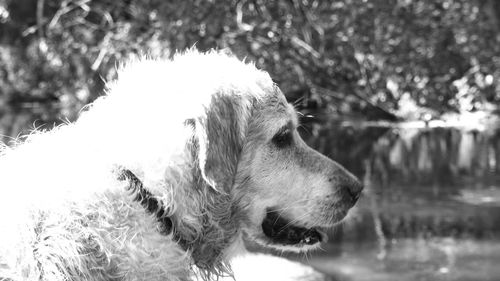 Close-up of dog looking away